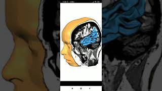 Useful Android apps for learning neuroanatomy screenshot 5