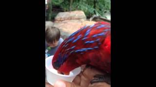 Busch gardens Orlando aviary