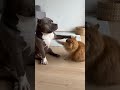 Cat trying to be agressive..... siblings war never ends..😂😂