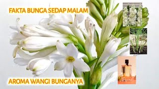 Fakta Kembang Sedap Malam Ternyata Bukan Famili Kembang Mawar