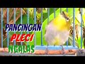 Pancingan Pleci Ngalas Isian Mewah Bikin Lawan Langsung Nyaut Toman Net Mp3 - Mp4 Download