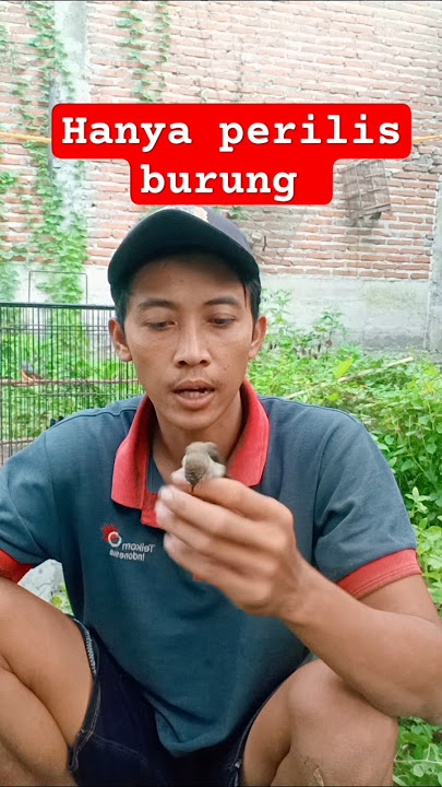 THINGS THAT BIRD CHARMERS RARELY DO,,,#releasingbirds #wildchirpingbirds #chirpingmania