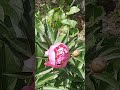 #цветы #природа #nature #garden #сад #flowers #настроение