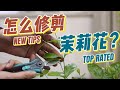 茉莉花怎麽修剪 園藝師教你 茉莉花的實操修剪技巧 茉莉花怎麽修剪 園藝師教你 茉莉花的實操修剪技巧