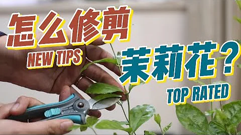 茉莉花怎么修剪？园艺师教你，茉莉花的实操修剪技巧 - 天天要闻