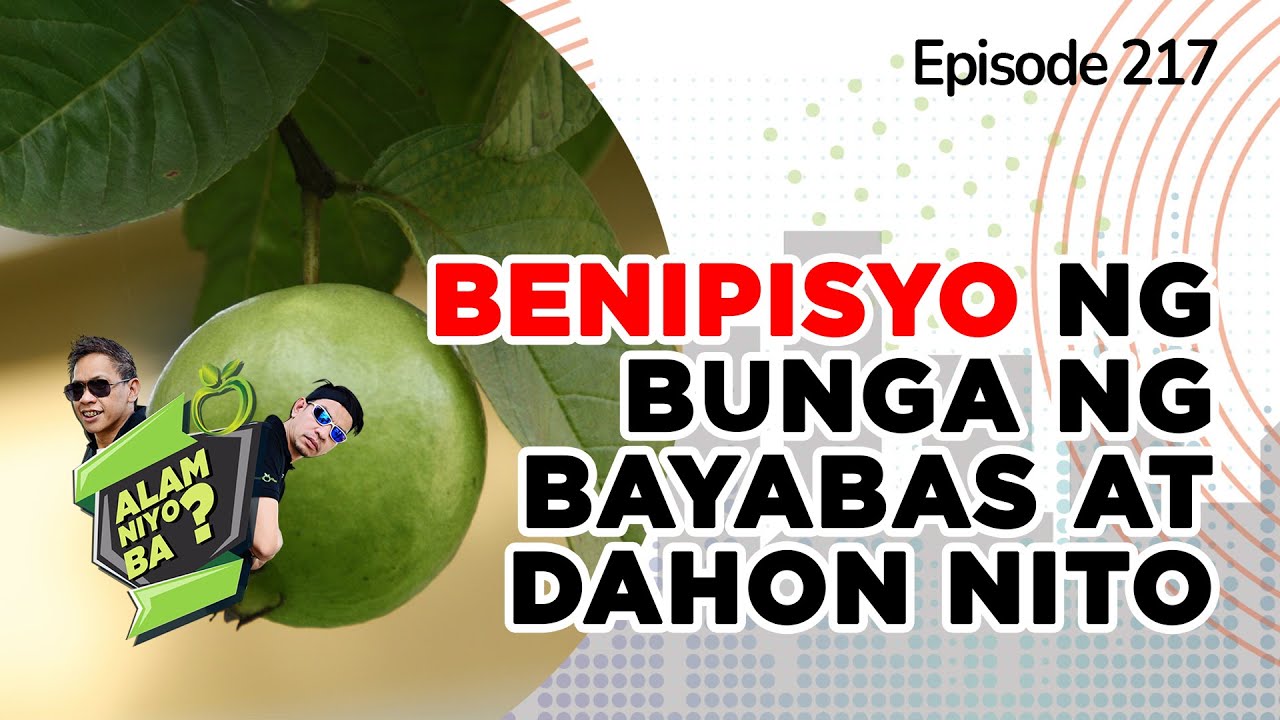 Alam Niyo Ba? Episode 217⎢‘Health Benefits of Guava Fruits and Leaves‘