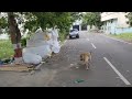 [Tamil] Why I Began Training My Dog(s)?