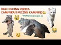 KITTEN KUCING PERSIA MIX KUCING KAMPUNG UMUR 3 MINGGU | part I