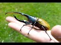 БЛОГ #5 - Домашние жуки Coleoptera (Жук-Геркулес - самый большой жук)