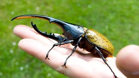 БЛОГ #5 - Домашние жуки Coleoptera (Жук-Геркулес - самый большой жук)