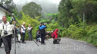 Birders, Malaysia. 20180117_090316.m2ts