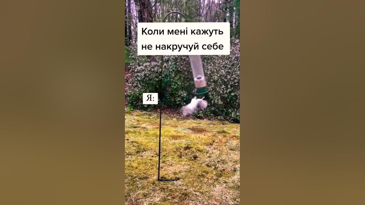 Коли тобі кажуть не накручуй себе #гумор #смішно #funnyvideos # ...