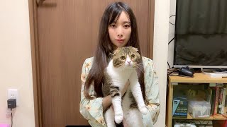 【猫】ご報告があります。【スコティッシュフォールド】【Scottish Fold】