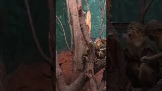 Welcome to the wild! #zoo #praguezoo #animals