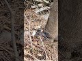 Comp crawler goes off a cliff and survives! #axial