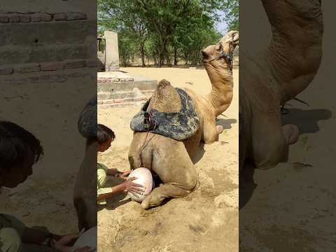 ل ماذا ي ص ب صاح ب الج م ل ع نوة ماء بار د ا على ظ هر الج م ل في م كان م ع ي ن