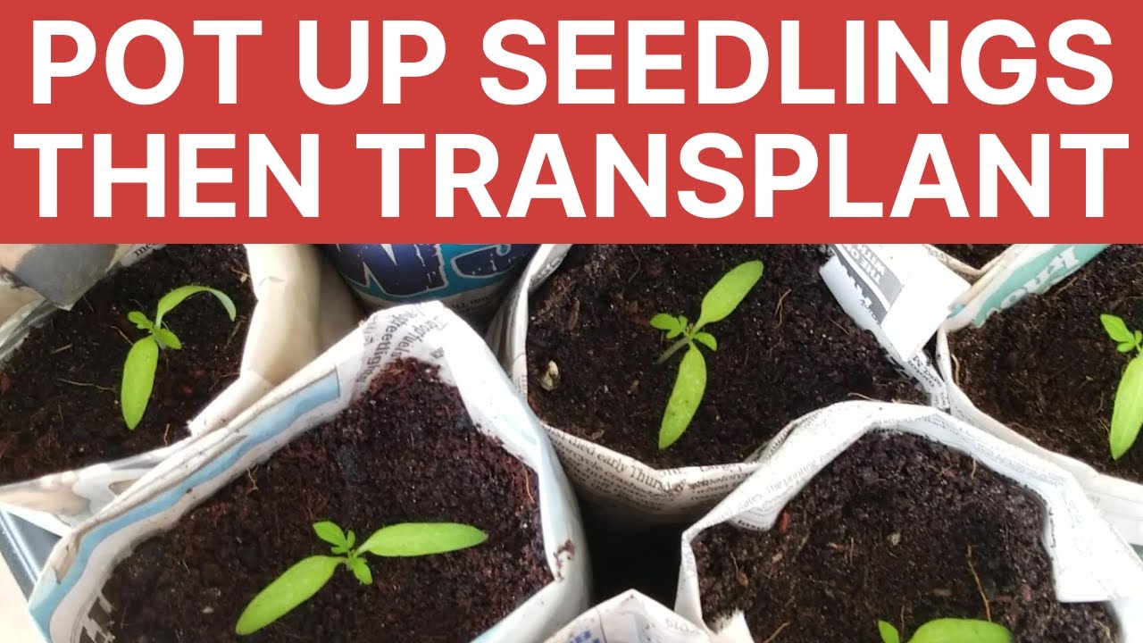 zone 9b fruit trees How to Pot Up Your Tomato Seedlings for Strong Healthy Plants