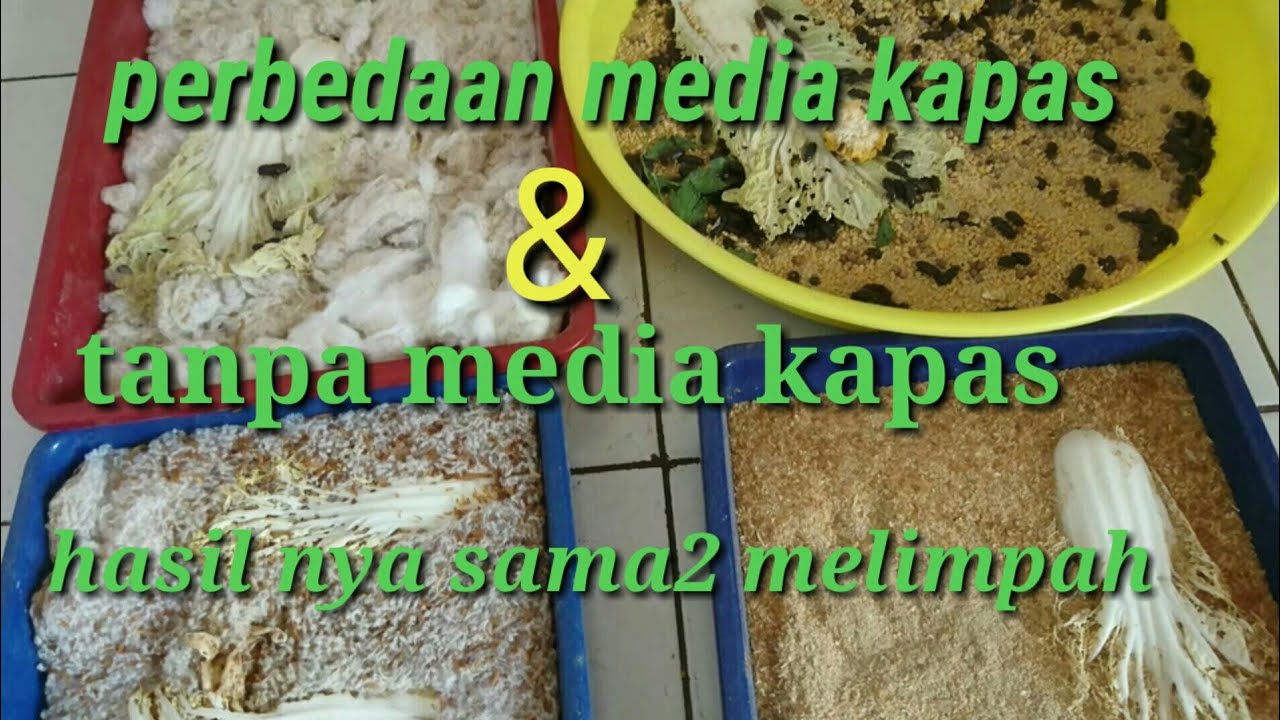 #ternakulat#ulathongkong# media bertelur kepik ulat hongkong