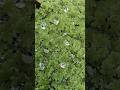 waterplants|azola| raindrops #waterplants #rain #garden #raindrops