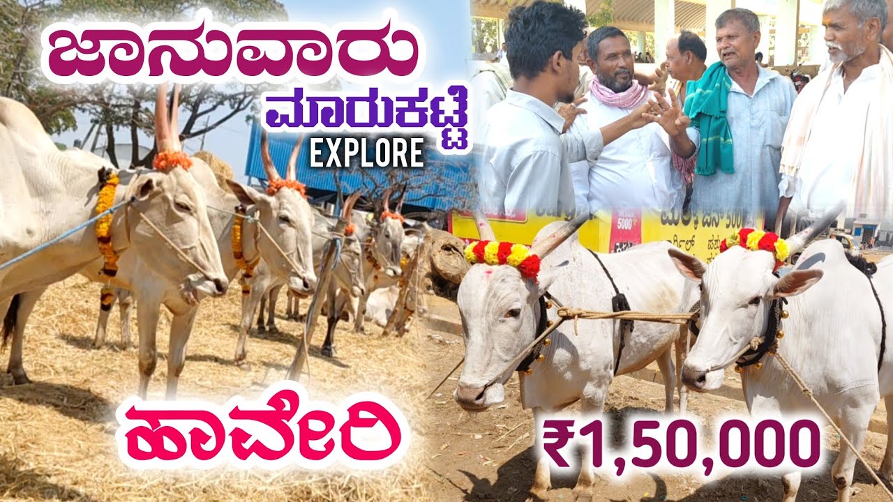 ಸಾವಿರಾರು ಜಾನುವಾರುಗಳು ಒಂದೇ ಕಡೆ. ಒಂದು ಜೋಡಿ ಎತ್ತು 2-3 ಲಕ್ಷ ರೂಪಾಯಿ...! Jai Shivali Kiran