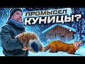 Промысел.Как не надо ловить Куницу. Байка из таёжной избы.