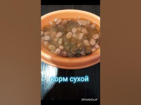 кошачье собачье мороженое🐱🐶🍦/ рецепт/ - YouTube
