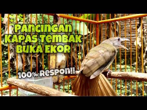 Pancingan Kapas Tembak Agar Buka Ekor