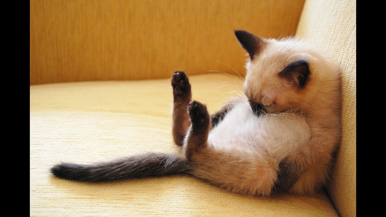 シャム猫ちゃんのかわいい仕草の瞬間 Moment Of Cute Gesture Of Siamese Cat Youtube