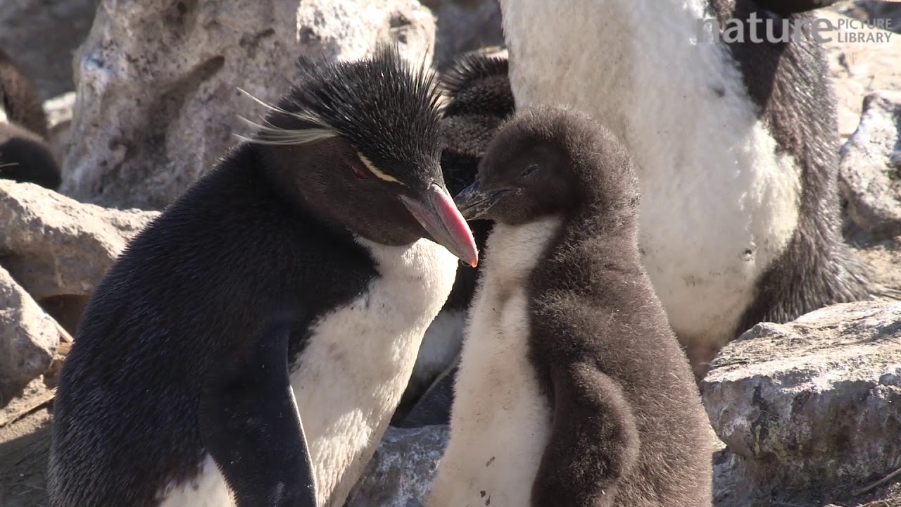 footage of chernobyl Southern rockhopper penguin preening chick then itself