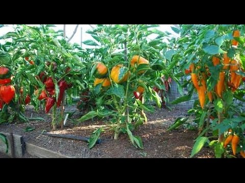 Перец – особенности ухода, посадки и выращивания
