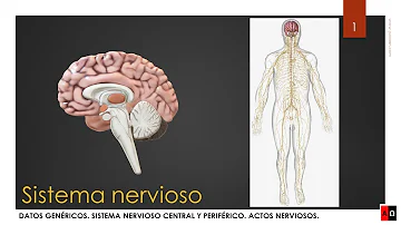 ¿Cuáles son las actividades que realiza el sistema nervioso?