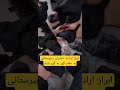 ابراز ارادت دختران دبیرستانی به عمام راحل گور به گور شده
