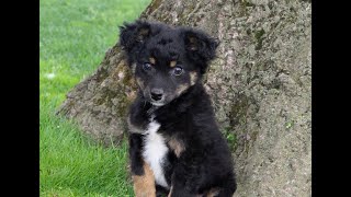 Jack Russell-Chihuahua Mix Puppies for Sale