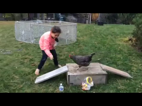 Chicken Completes Agility Course
