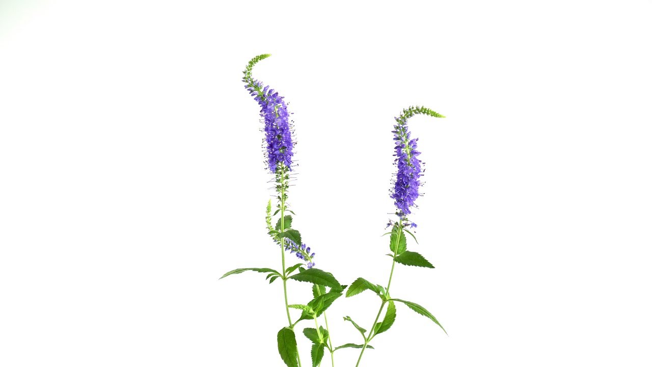 Flower Feature—Blue Veronica 