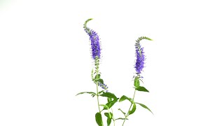 Flower Feature—Blue Veronica