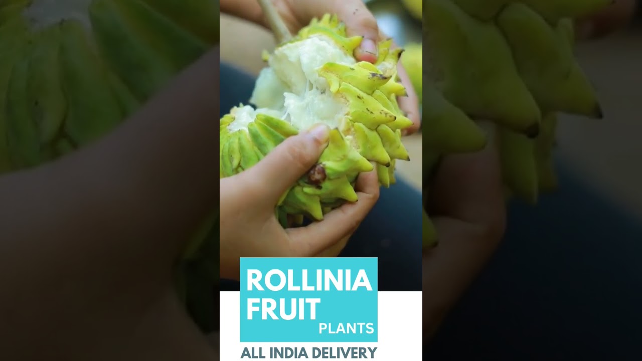 Rollinia Exotic fruit plant || All india Delivery Available || 