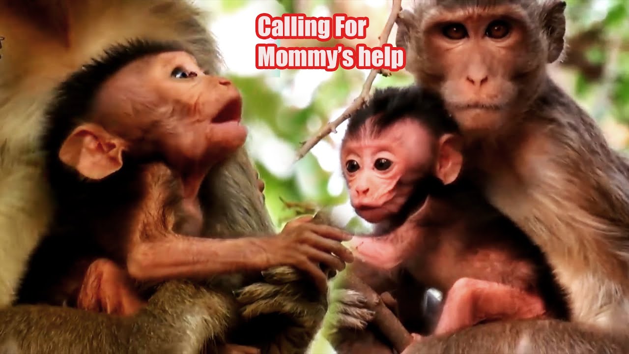 Natural moments of young monkey always catches baby for her relaxing, Adorable Wildlife