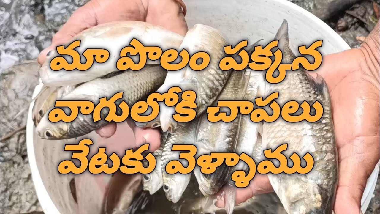 || To fish in the canal || The joy of catching fish ourselves is different ||