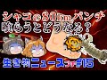 シャコの時速80kmパンチを喰らうとどうなる?タスマニアデビルの本土復帰の悲劇…【生き物ニュースぷち#15】@henchrou