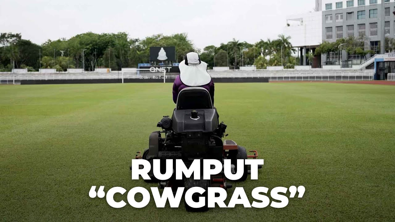 Bagaimana Rumput Stadium Dijaga