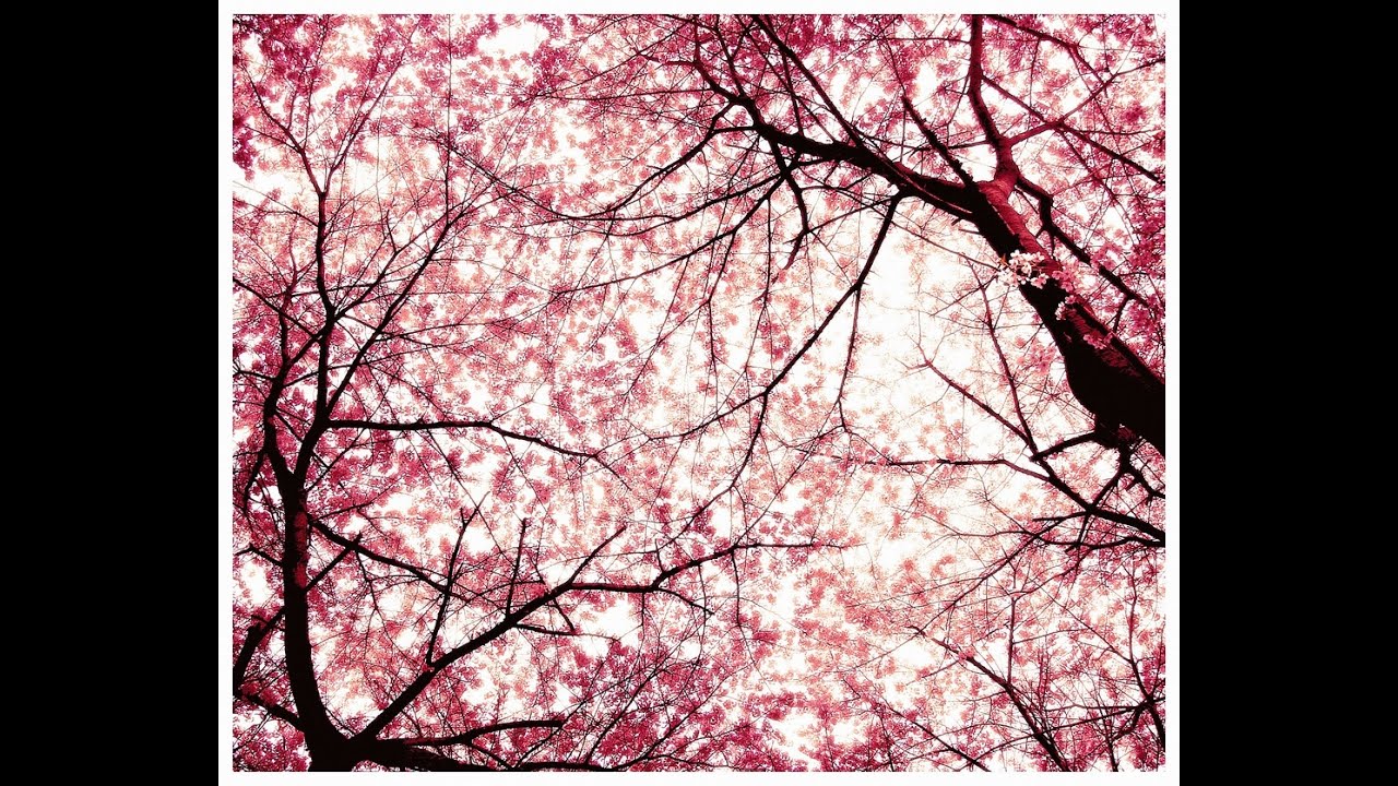 Sakura blossom. Сакура блоссом. Сакура фон. Дерево с розовыми листьями. Листва Сакуры.