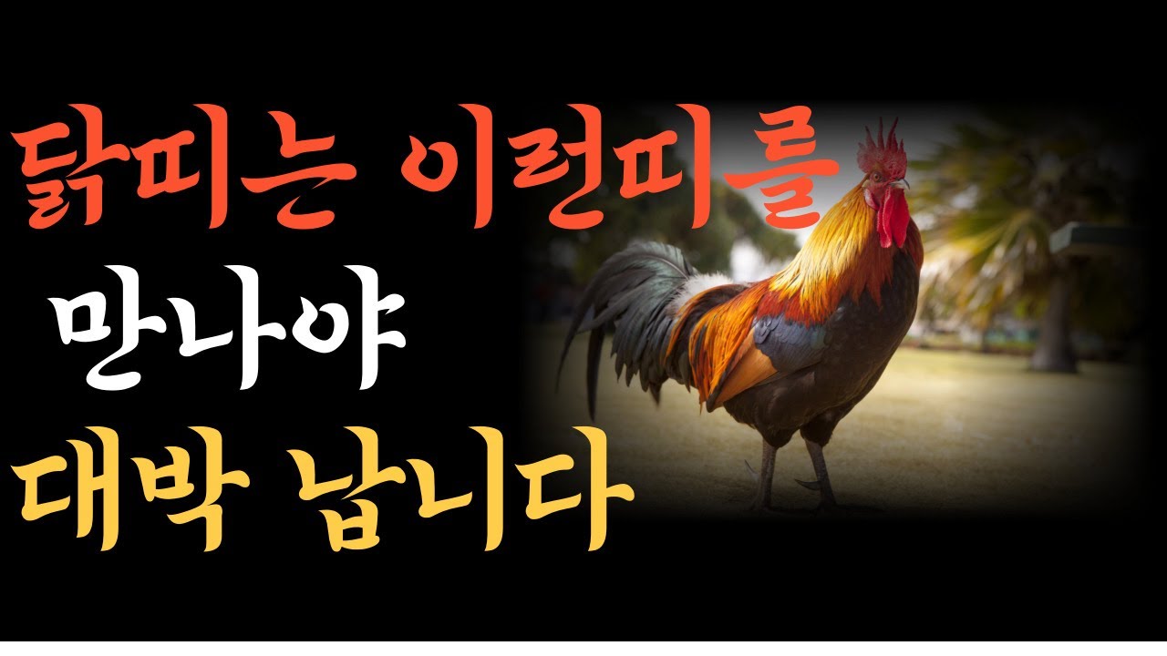 닭띠와 최상의 조합  용띠, 개띠, 말띠와의 특별한 이유 ㅣ닭띠와 최악 궁합, 닭띠와 최상궁합 