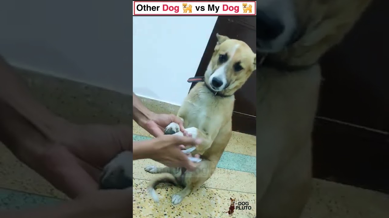 Indian Dog vs Other Dogs | Adopt stray dogs