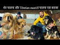 Surprise Visit To Big Size Tibetan Mastiffs Dog Kennel 😎😎😎 | Scoobers