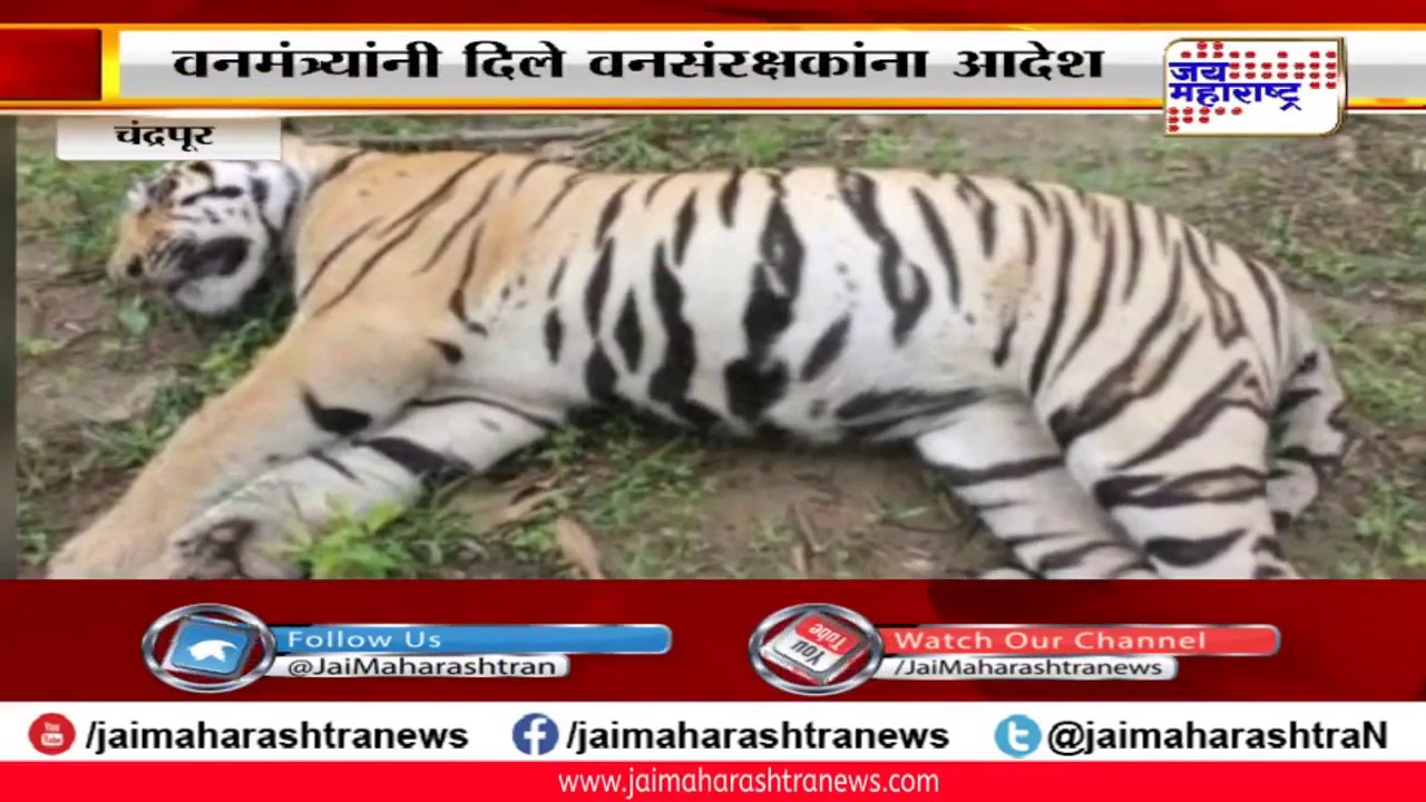 maharashtra news abp चंद्रपुर - वाघिणीसह तिच्या 2 बछड्यांचा मृत्यू