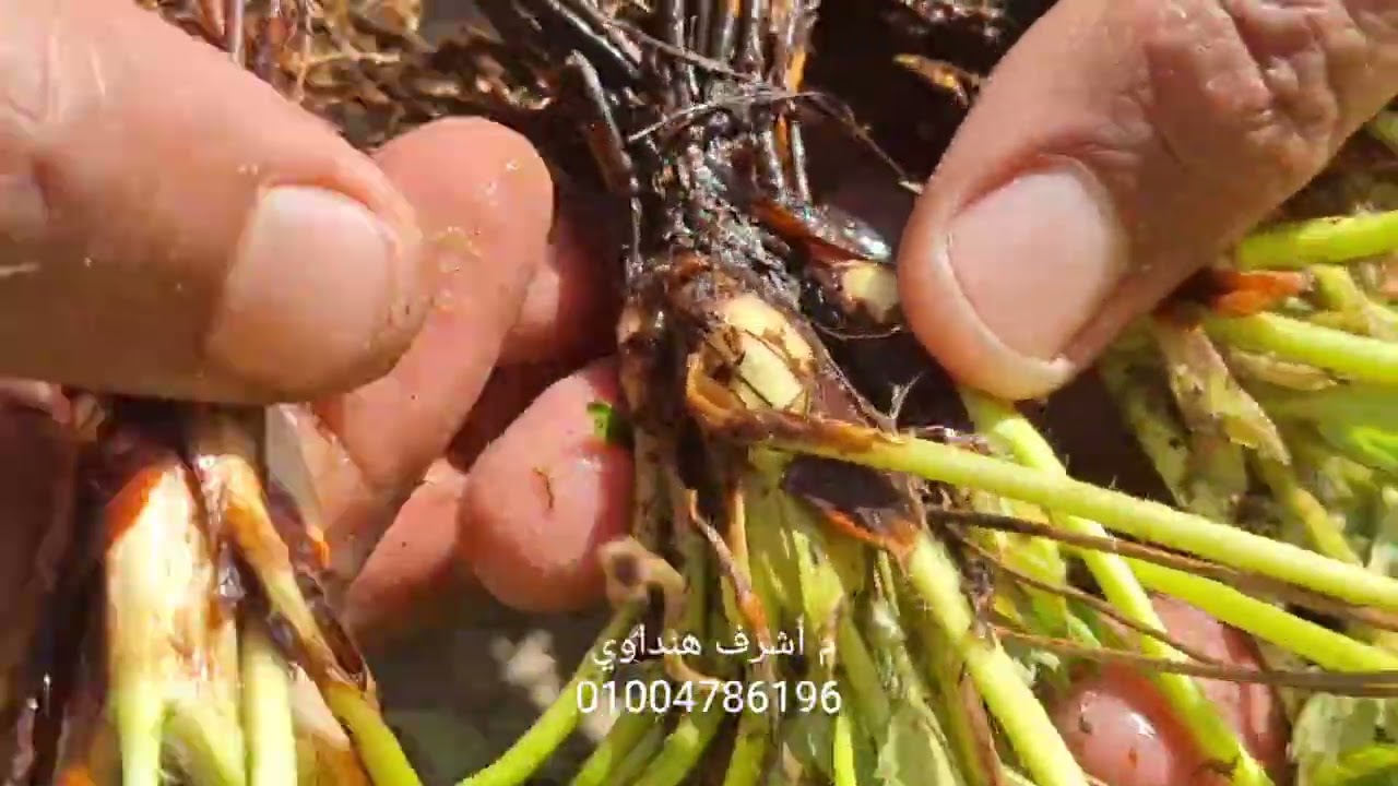 الأرض دى خلاص انتهت .. مش هتكمل ..  فراولة الإنتاج 🍓 