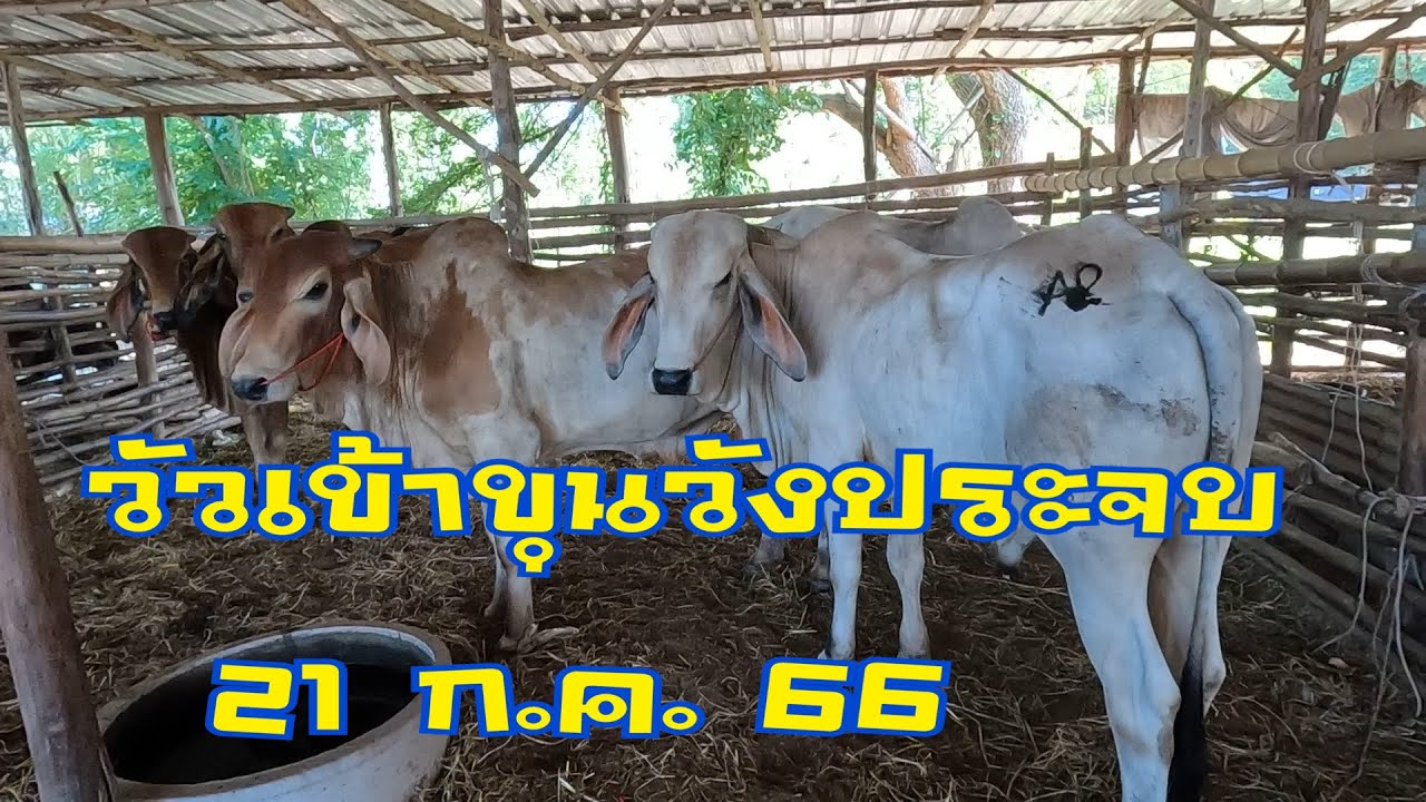 วัวเข้าขุนตลาดนัดโค กระบือวังประจบ ตาก ( 21 กรกฎาคม 2566 )