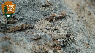 Outside Science (inside parks): Rattlesnakes in Great Basin