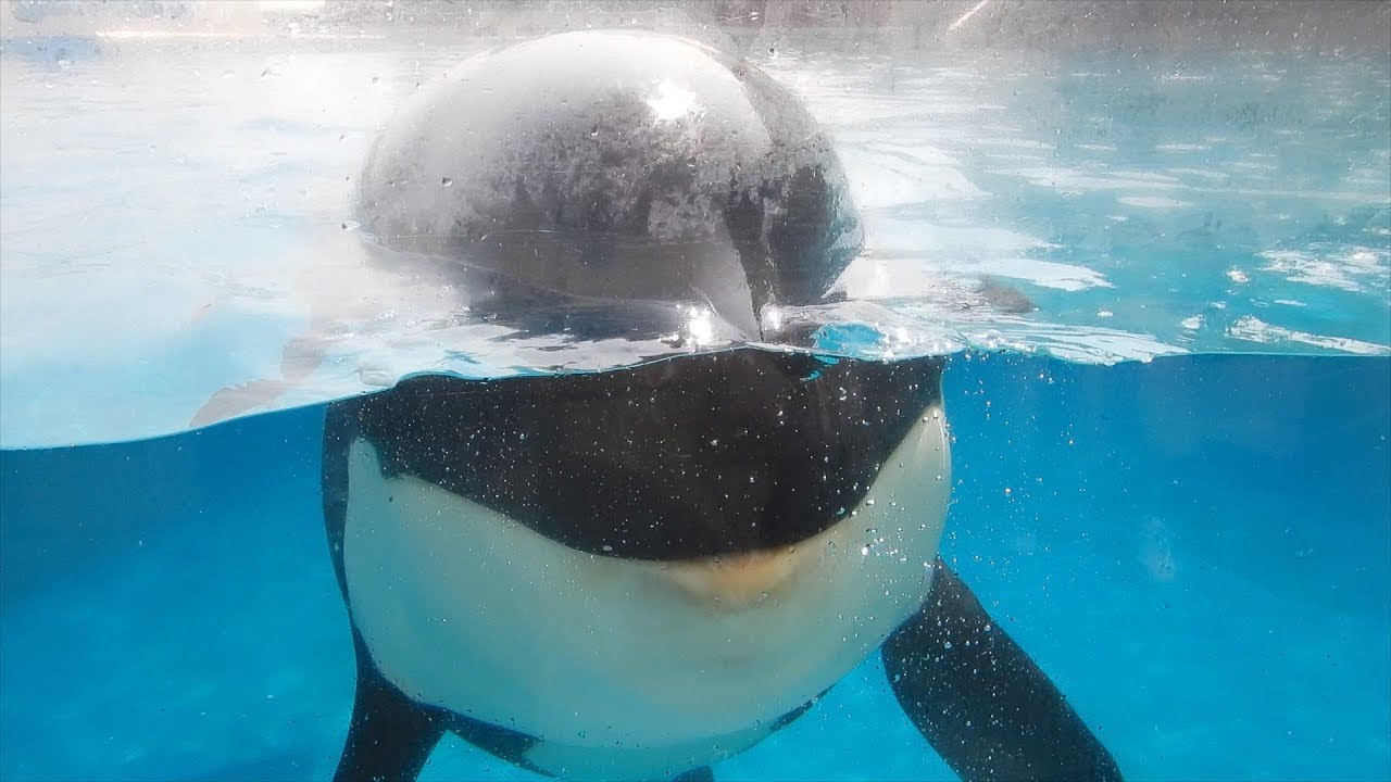 練習中のシャチがいろいろ可愛すぎる Orcas In Training Kamogawa Sea World Youtube